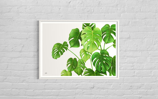 Monstera