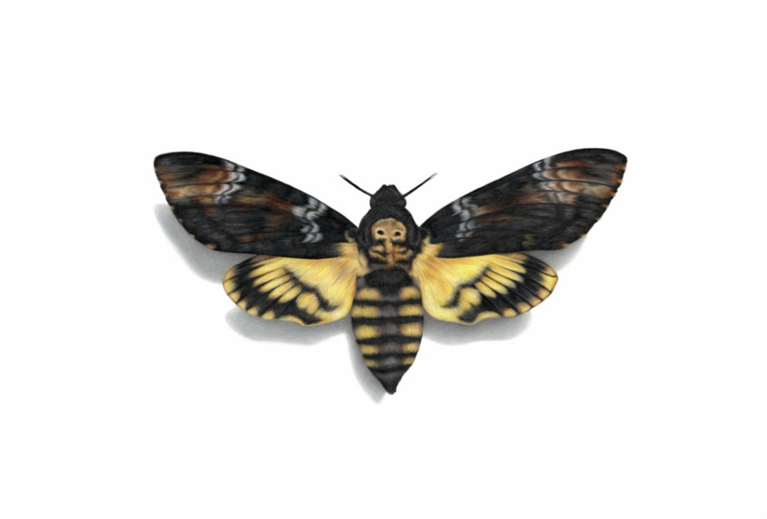 Death’s Head Hawk Moth
