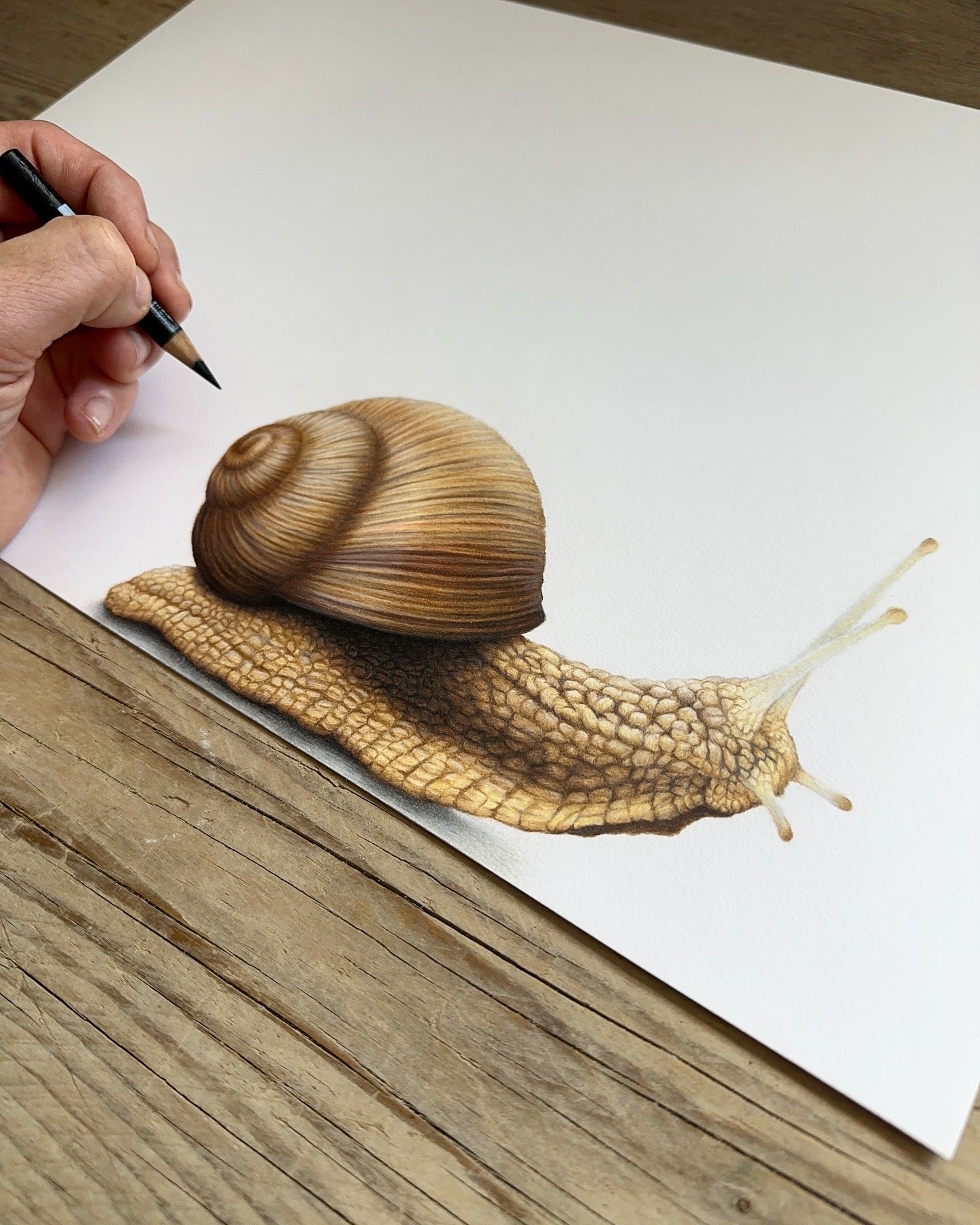 Snail (Portrait)