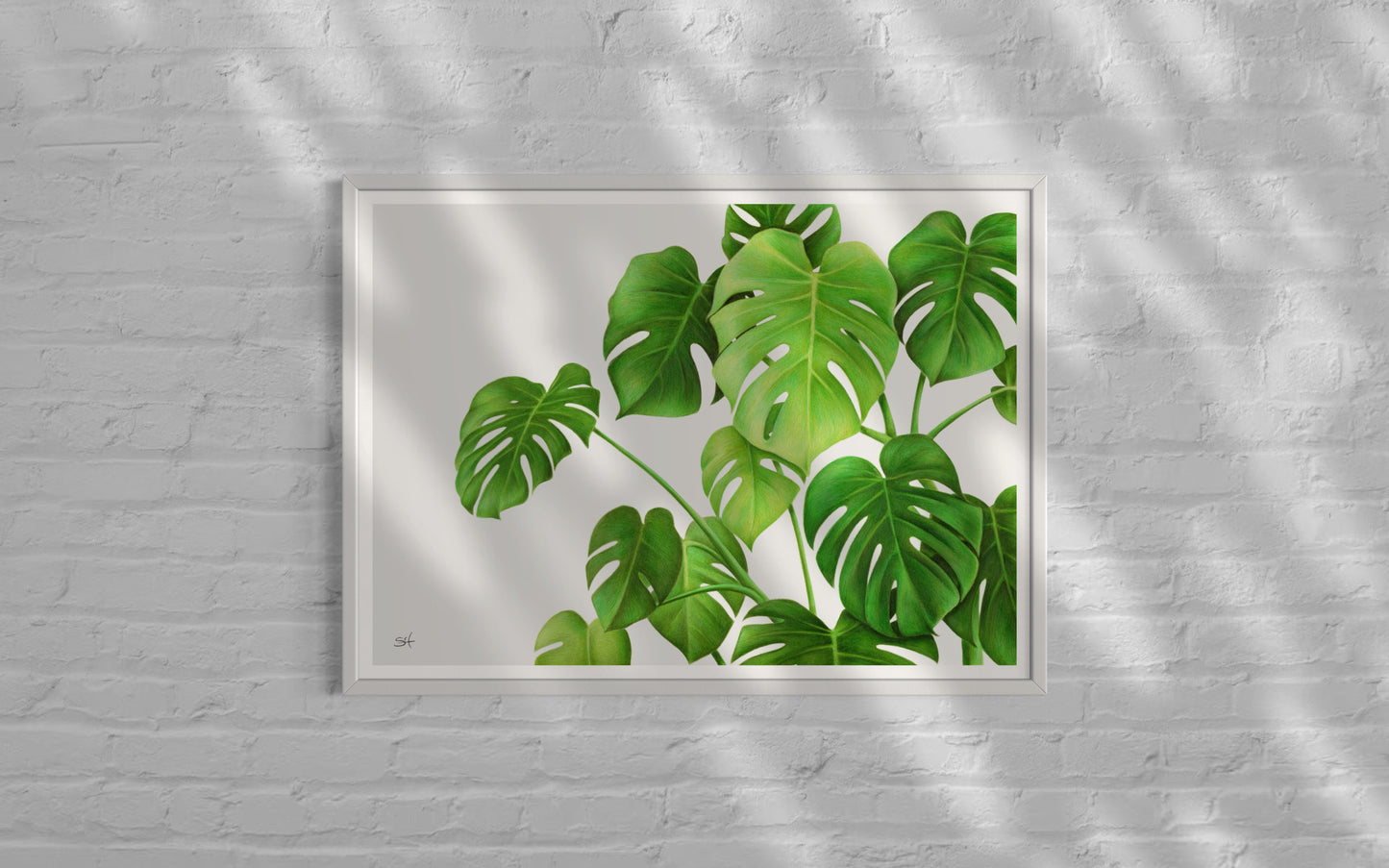 Monstera