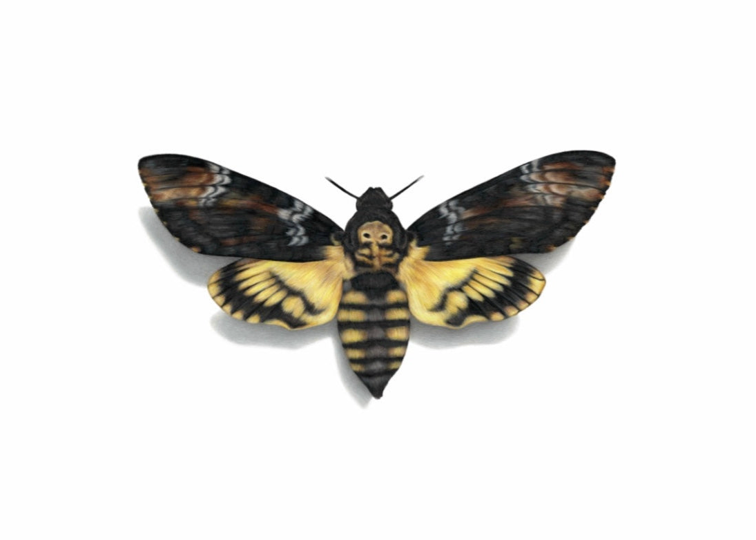 Death’s Head Hawk Moth
