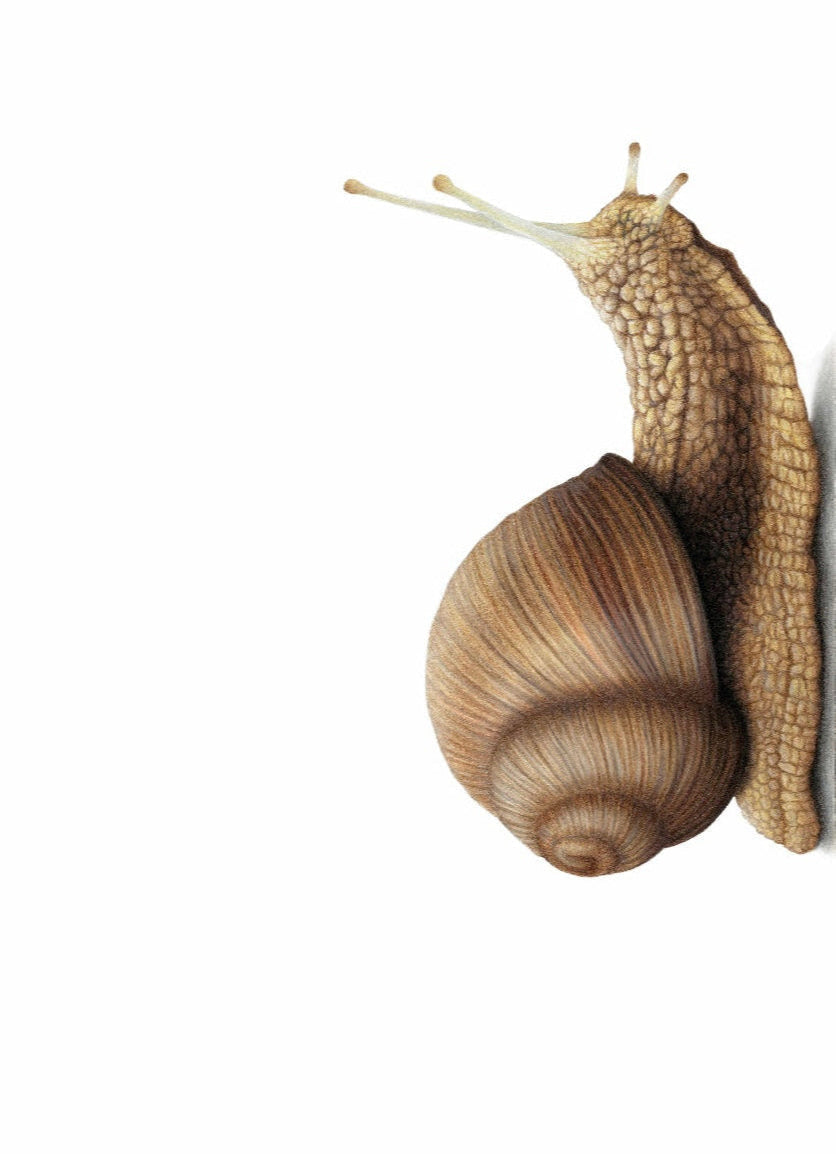 Snail (Portrait)