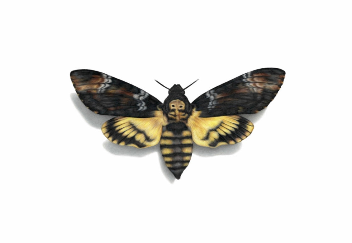 Death’s Head Hawk Moth