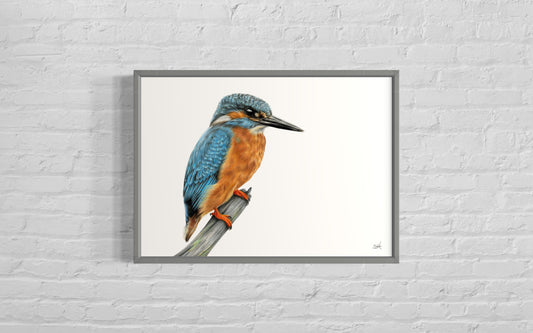 Kingfisher