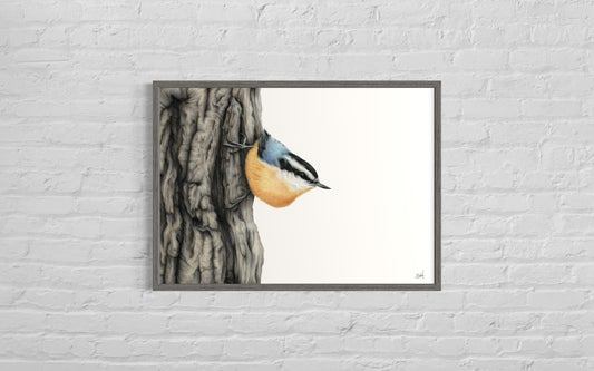 Nuthatch