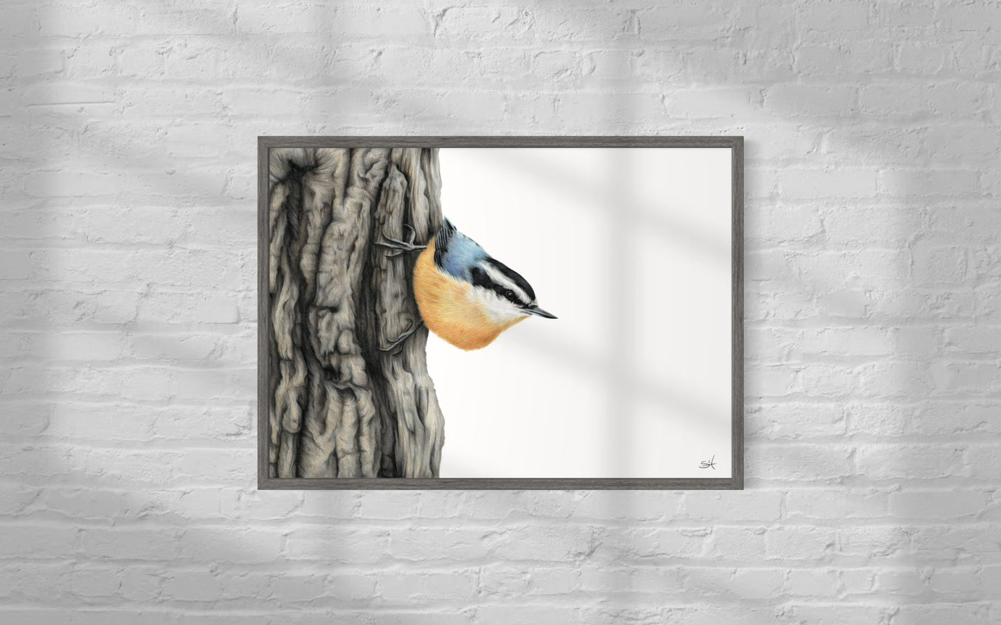 Nuthatch