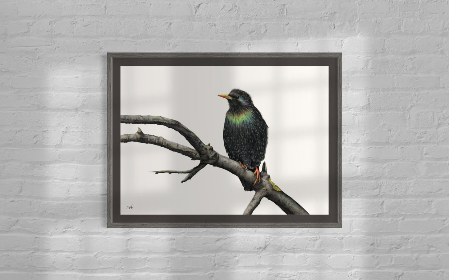 Starling