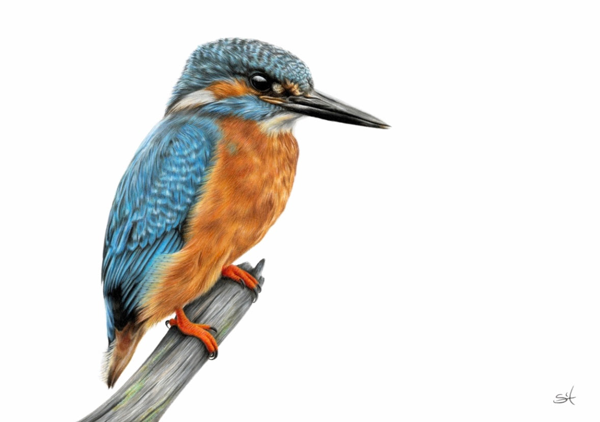 Kingfisher