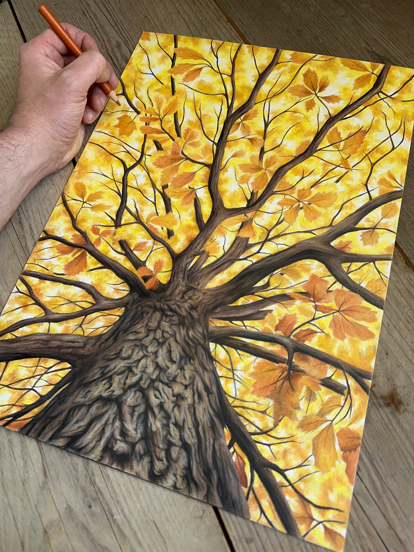 Autumn tree