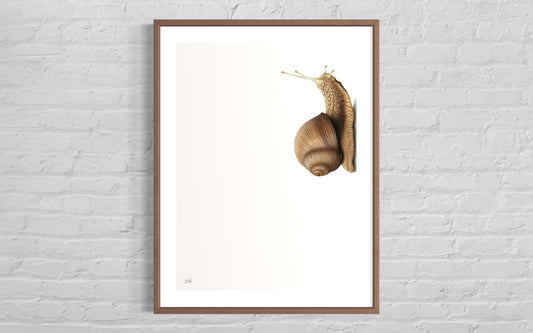 Snail (Portrait)