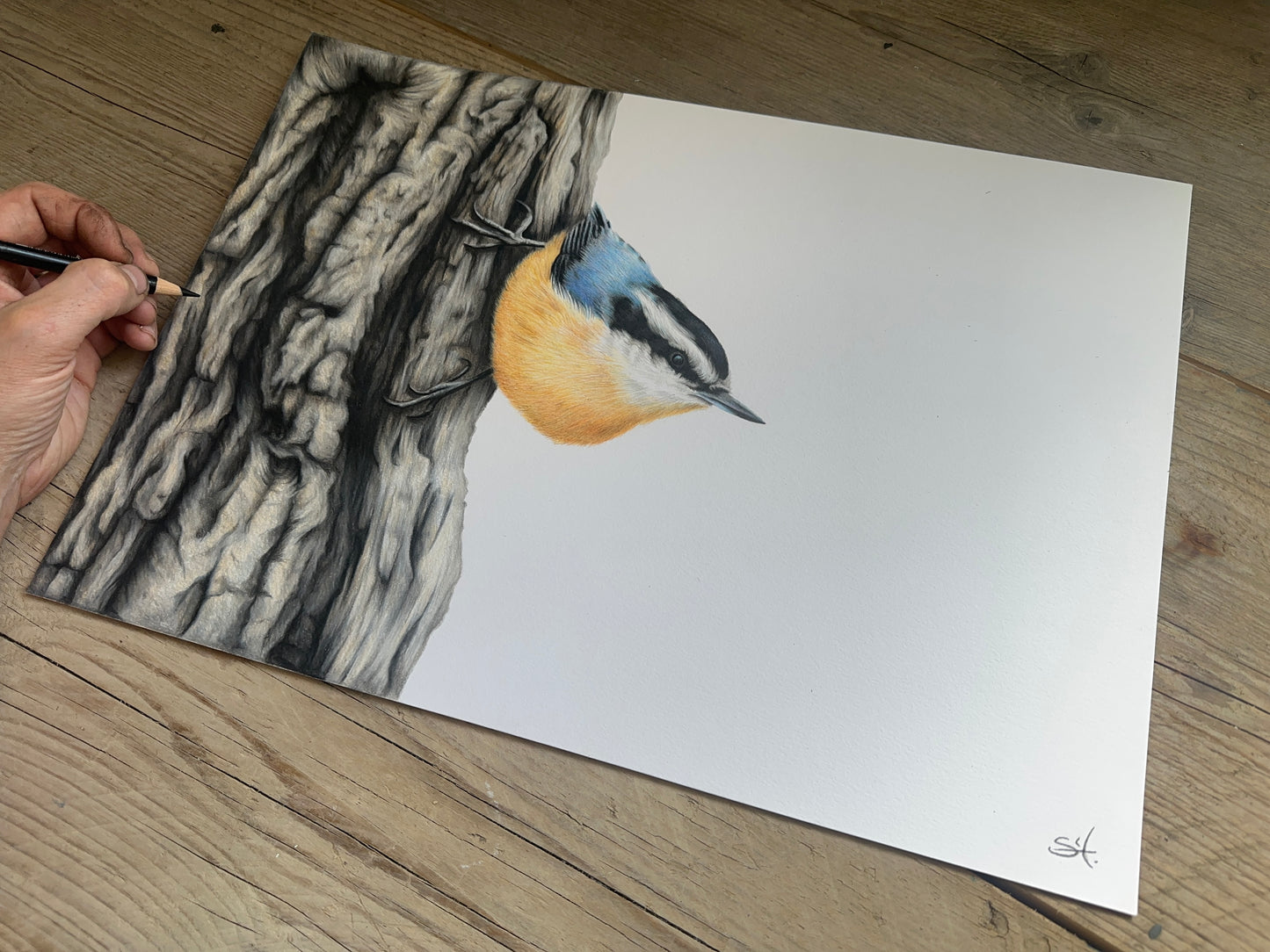Nuthatch