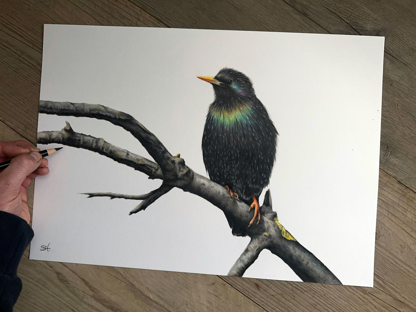 Starling