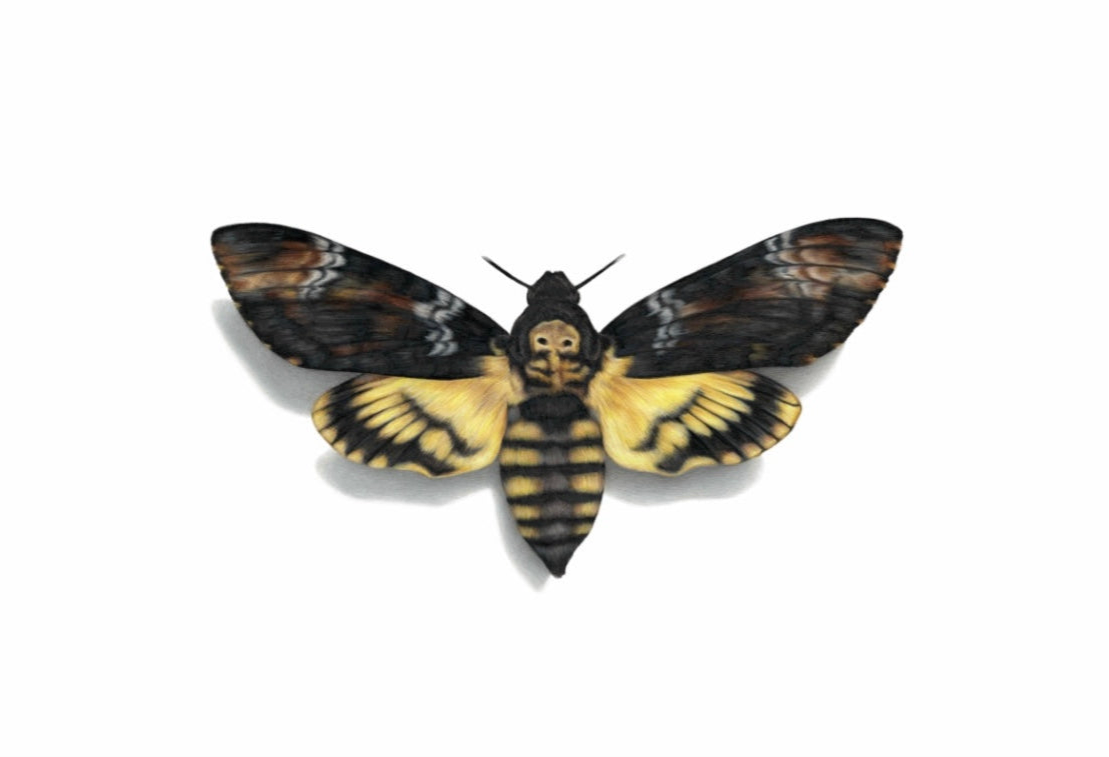 Death’s Head Hawk Moth