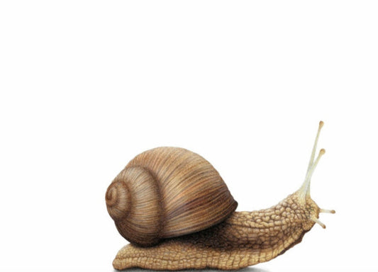 Snail (Landscape)