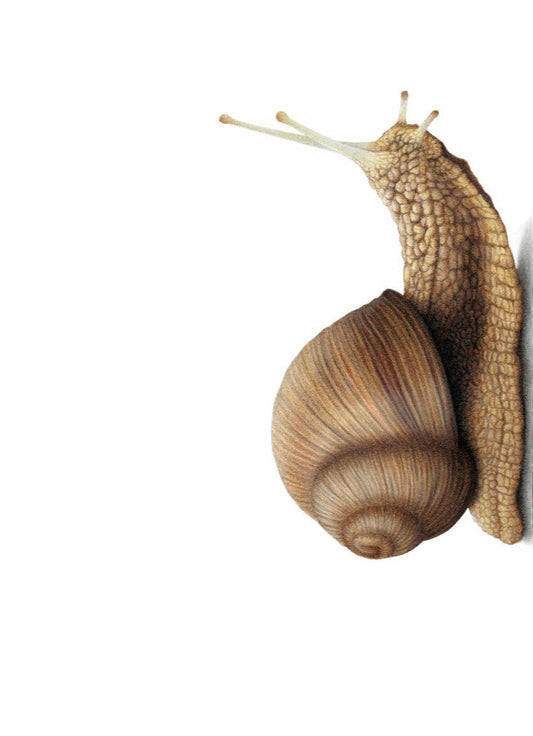 Snail (Portrait)