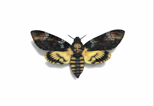 Death’s Head Hawk Moth