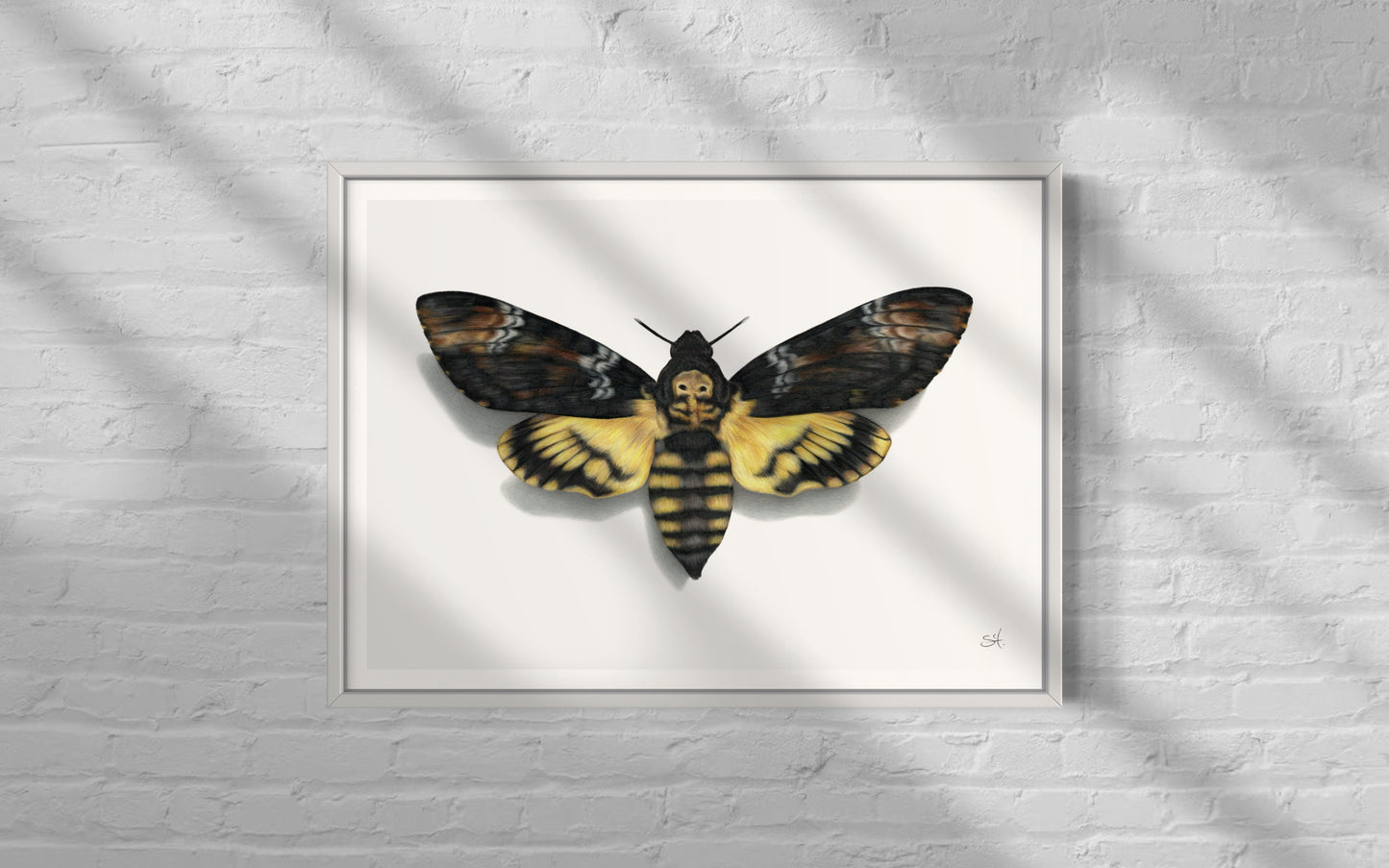 Death’s Head Hawk Moth