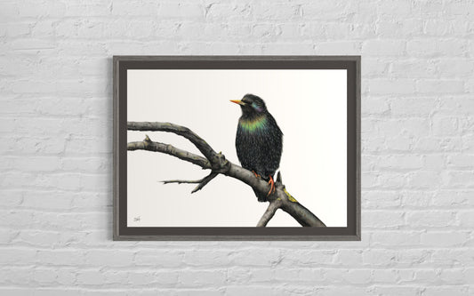 Starling