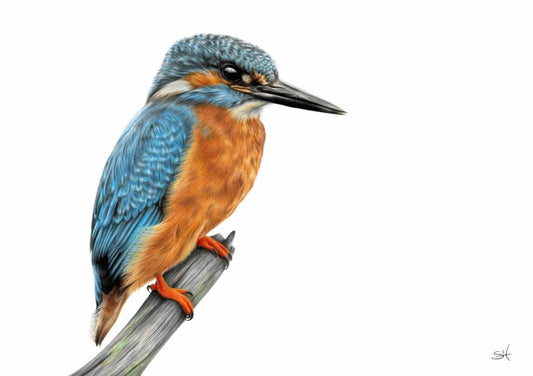 Kingfisher