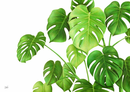 Monstera