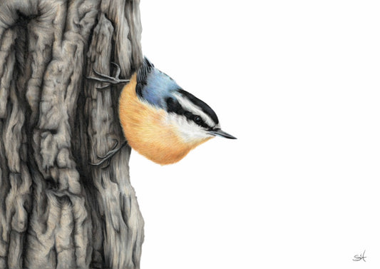Nuthatch