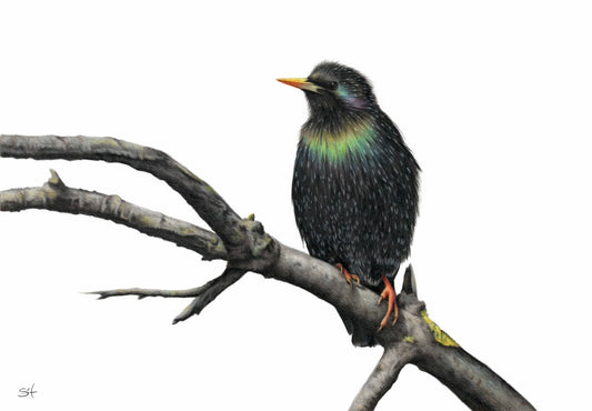 Starling