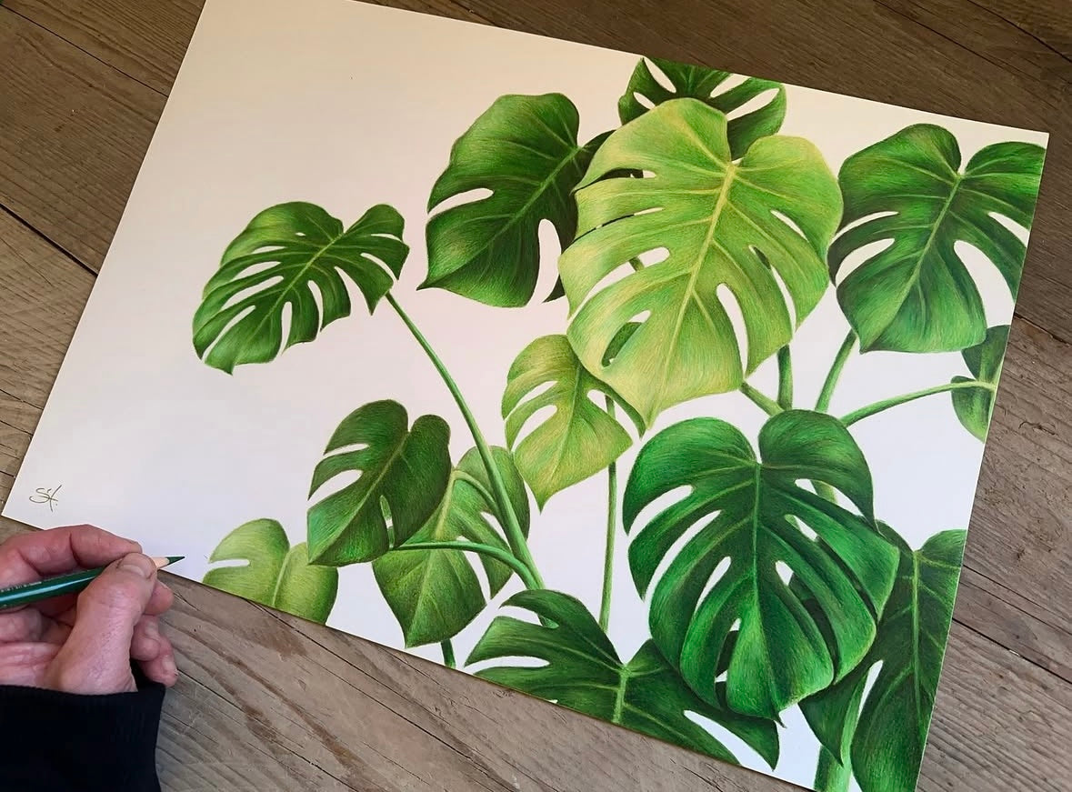 Monstera